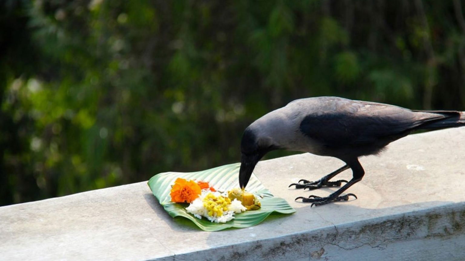 Pitru Paksha Paying Tribute to Ancestors for a Blessed Life Veda