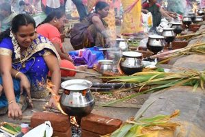 pongal celebration 